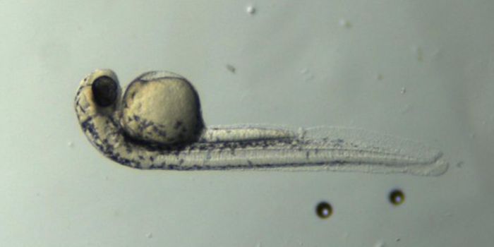 It's Electric! Eels Can Move Genetic Material to Other Animals