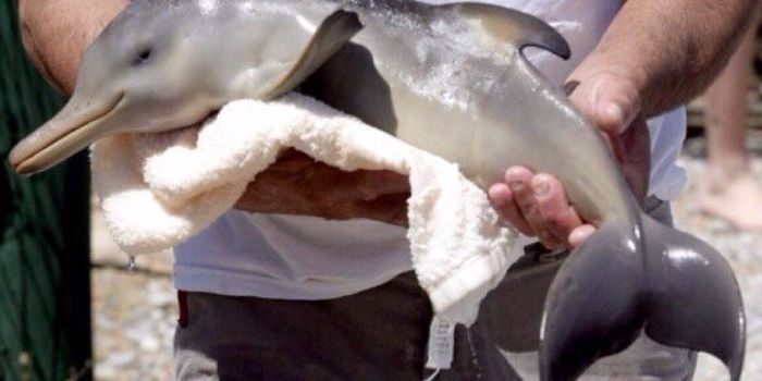 Baby Dolphin Dies on Beach After Mishandling From Beachgoers