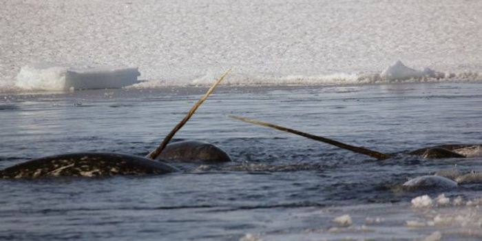 Heart Monitors Placed on Narwhals Reveal Surprising Results During Stress