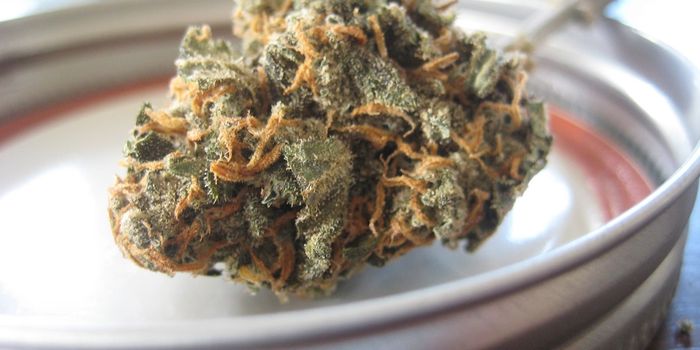 Meet the Terpene Humulene