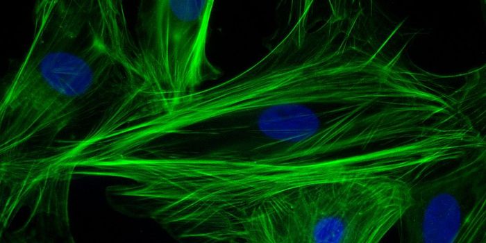 Damaged Heart Cells Can Regenerate Using Innovative Technique