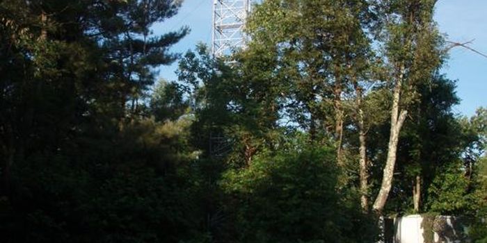 How Will Climate Change Continue to Impact Plants and Soils for Carbon Sequestration?