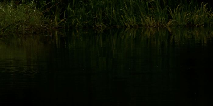 What Gives One of the Darkest Rivers in the World Its Color