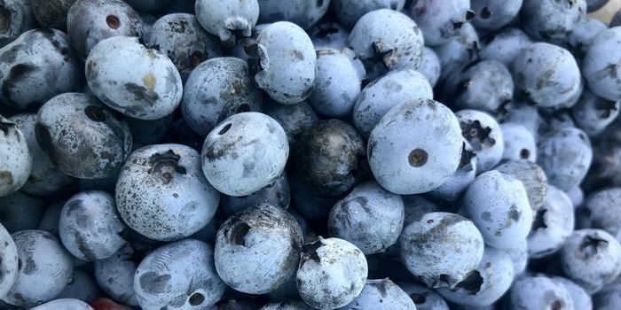 Wild Blueberries Improve Vascular and Cardiometabolic Health