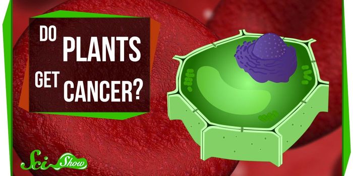 Do Plants Get Cancer?