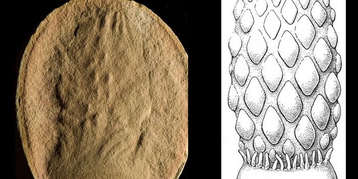 Just Flip It Upside Down! Wait, It's Not a Jellyfish?