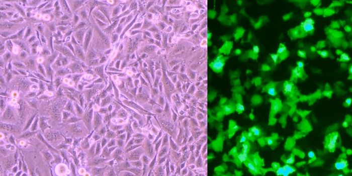 Commonly Used Cell Line no Longer Like Original