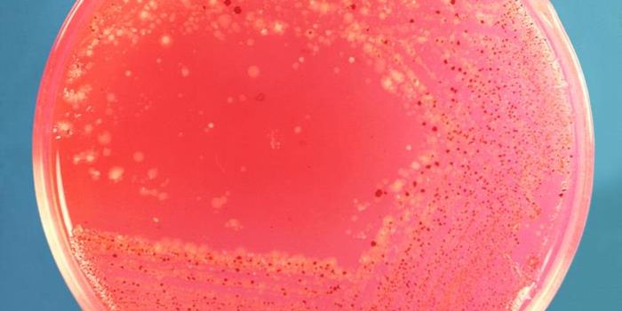 Bacterial 'Sex' Allows Microbes to Share an Essential Vitamin