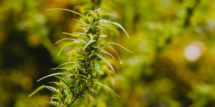 Hemp Oil Lessens Neuropathic Pain by 10 Times