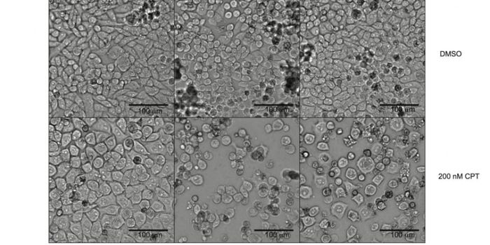 Re-sensitizing Drug-resistant Human Tumor Cells