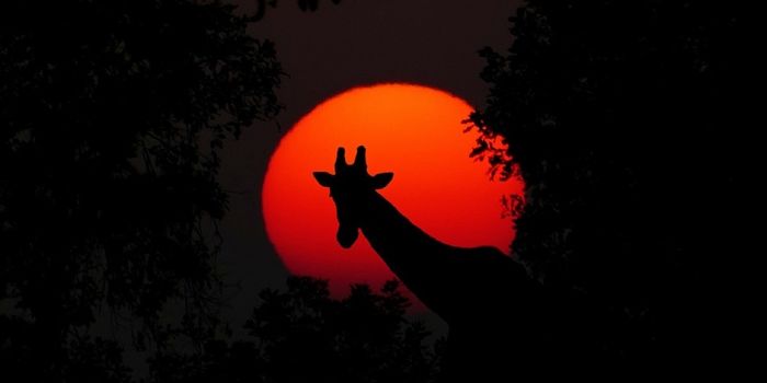 Two Giraffes Killed by Lightning Strike in Florida