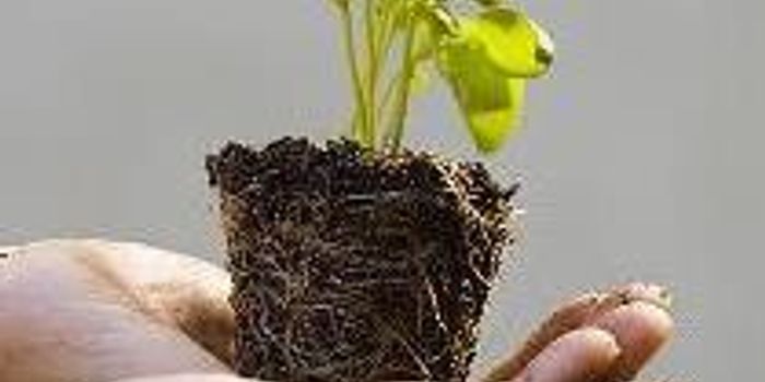 Plant Bud Growth and Branching Initiated by Sugar 