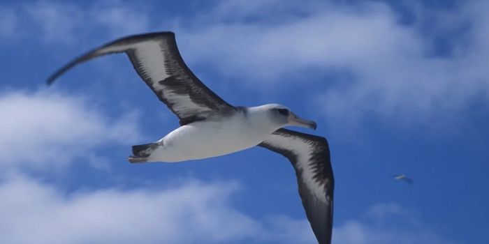 An Albatross Mother's Work is Never Done
