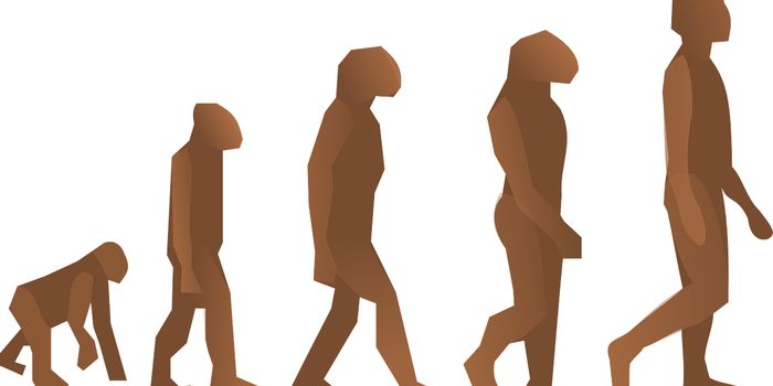 Temperature drives body, not brain, size in human evolution