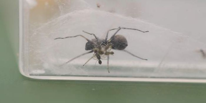 This Spider Species Nourishes its Young with 'Spider Milk'