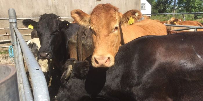 Climate change increases prevalence of parasites among livestock