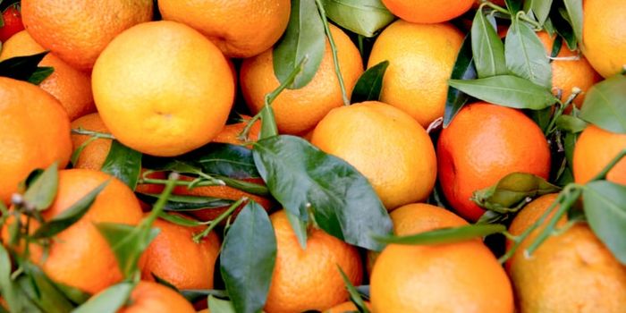 Molecule Found in Oranges Could Treat Obesity