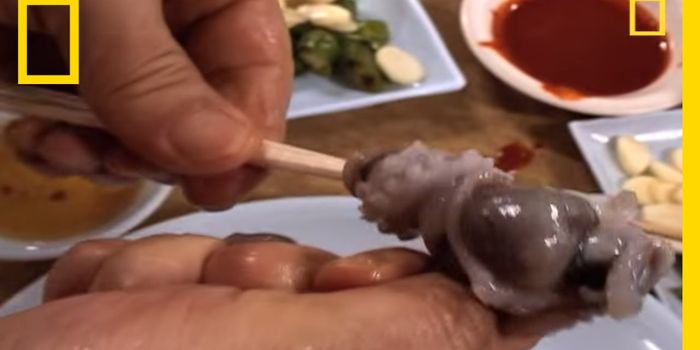 Would You Eat Live Octopus?