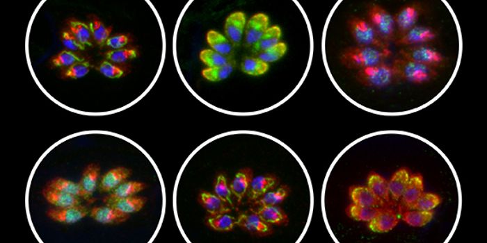 Toxoplasma Genome Screen Reveals Parasitic Infection Mechanism