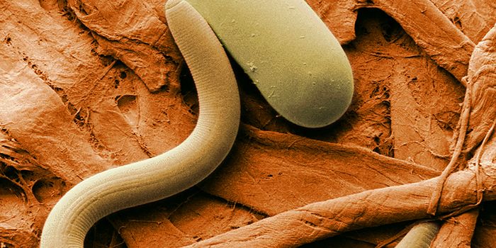Powerful New Photoreceptor Found in Roundworms