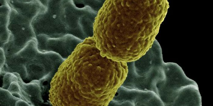 The Immune System's Antibodies Target Multiple Microbes