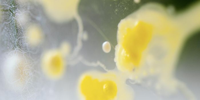 Genetic Variations Can Affect the Gut Microbiome