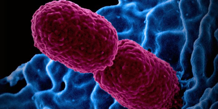 Healthy Bacterial Strains That Can Fight Gut Infections are ID'ed