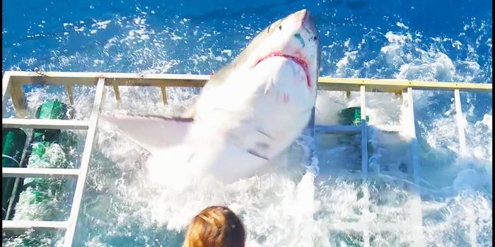 Diver Miraculously Survives As Great White Shark Breaches Safety Cage