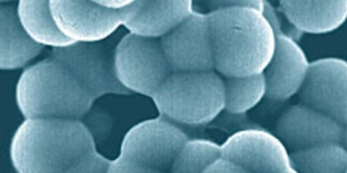 The birth and death of nanobacteria