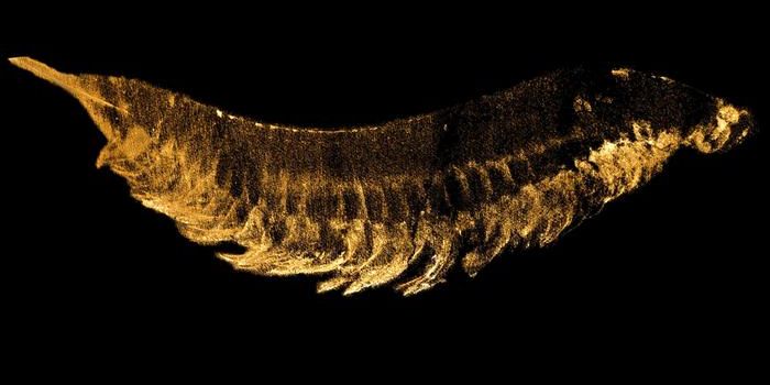 CT Imaging Reveals 520-Million-Year-Old Arthropod Fossil's Hidden Features