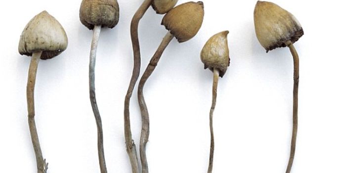 Magic Mushrooms Help Severe Depression in 42% of Recent Test Subjects