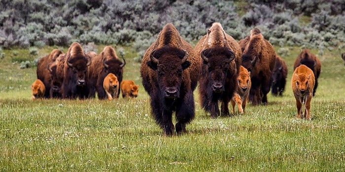 Tracking the Iconic American Bison