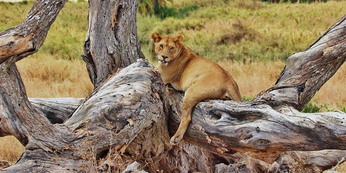 World Lion Day - Lions Under Threat