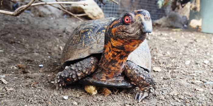 Celebrate World Turtle Day By Spreading Awareness