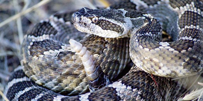 New protein discovery holds promise for developing more effective snake anti-venoms
