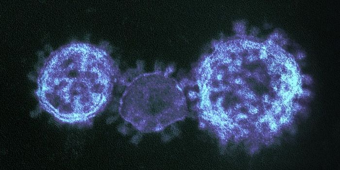 MERS-Like Bat Viruses Not Far From Infecting Human Cells
