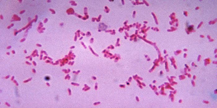 Bacterium can Promote Chemoresistance