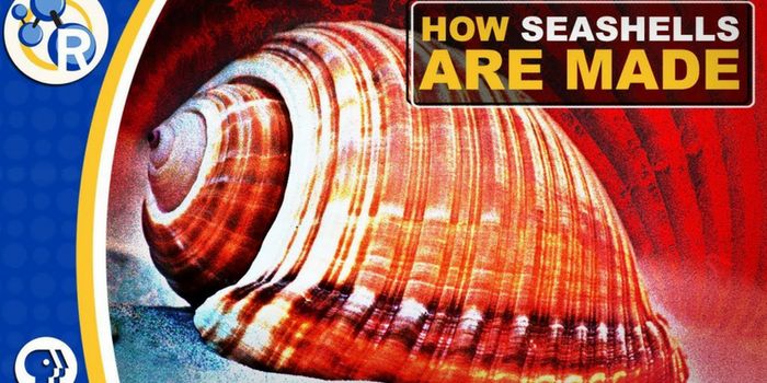 The (Bio)chemistry of Seashells