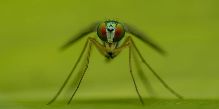 Scientists Examine How Cannabis Essential Oils Might Repel Mosquitos