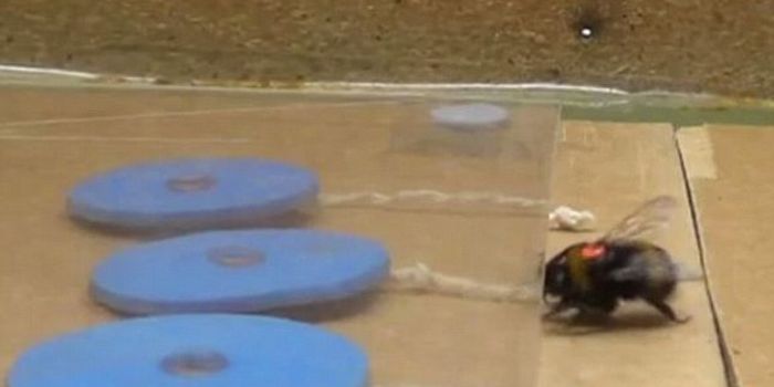 Bees Demonstrate Intelligence by Pulling on Strings to Get to Food