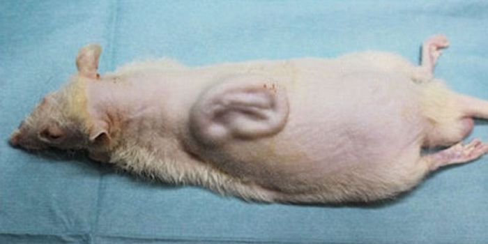 Scientists Grow a Human Ear on the Back of a Rat