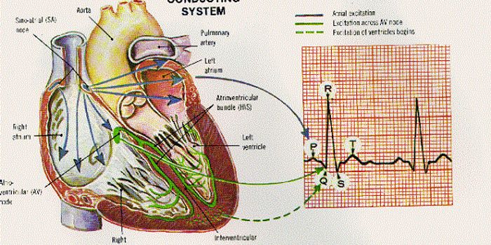 Digitally Mapping Electrical Flow Between Heart Cells