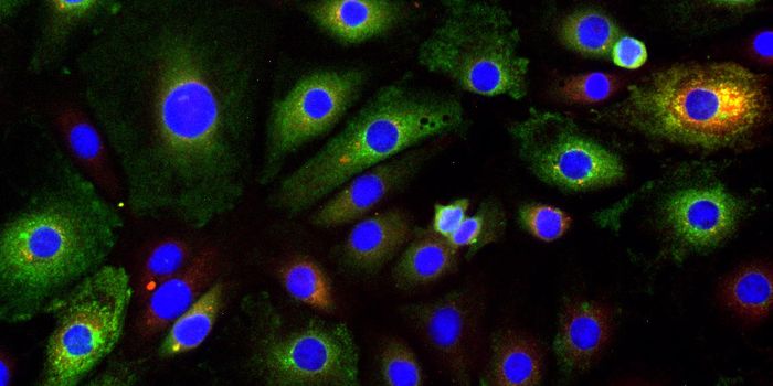 Defective Viral Genomes Help Infections Linger