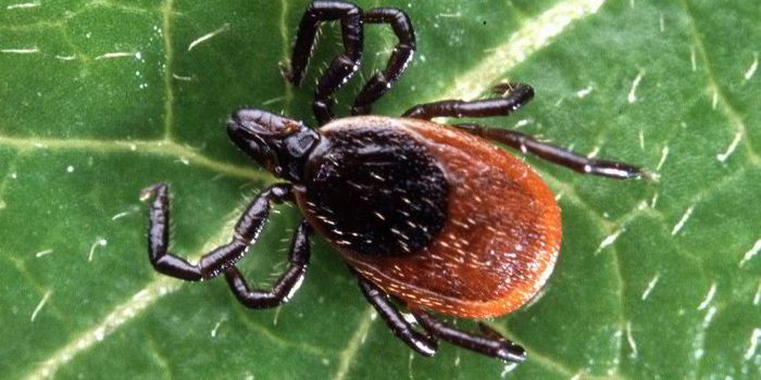 Lyme disease - where's the vaccine?