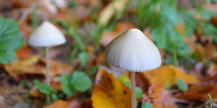 Psilocybin Therapy for Anorexia Nervosa: A Breakthrough Treatment on the Horizon?