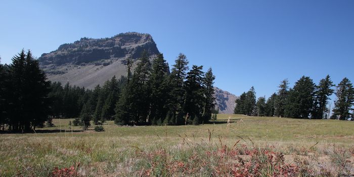 Tree Rings Reveal a Previously Unknown Earthquake Risk for the Pacific NW