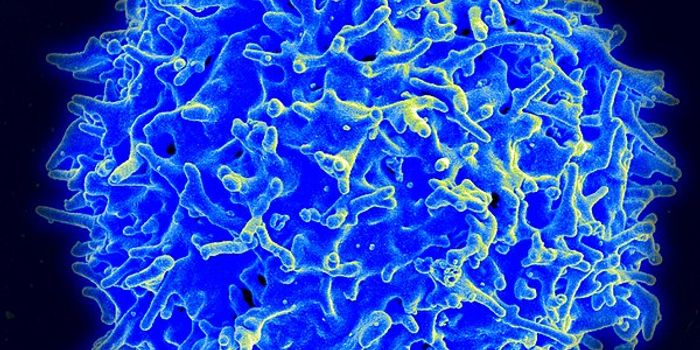 Programming T Cells To Have Memory and Live for Decades