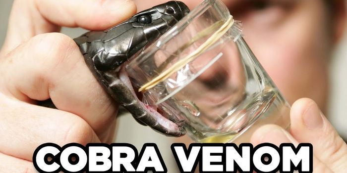 10 Deadly Poisons That Could Save Your Life