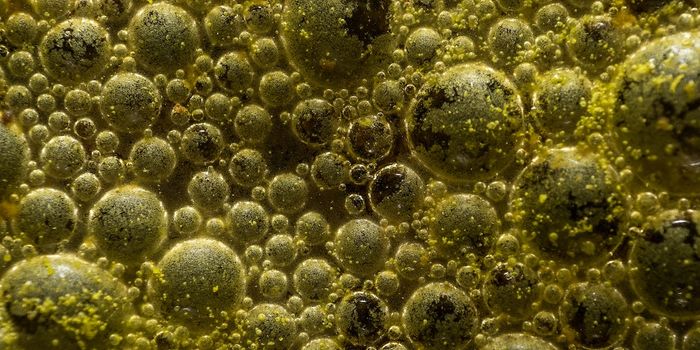 Yeast Proteins Could Provide Clues for New Antifungal Development