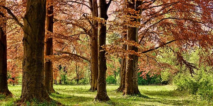 Parks and Rivers Linked to Less Artery Disease